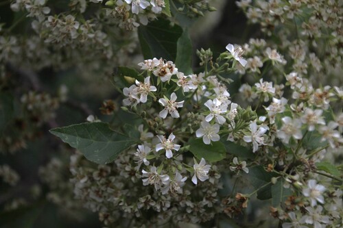 Hairless Dombeya (Dombeya cymosa)