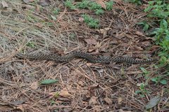 Crotalus triseriatus