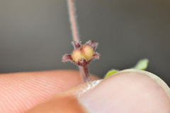 Dichondra brachypoda
