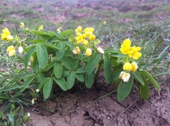 Gymnospermium odessanum