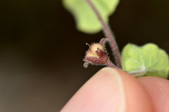 Dichondra brachypoda
