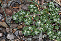 Guilleminea densa
