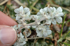 Guilleminea densa