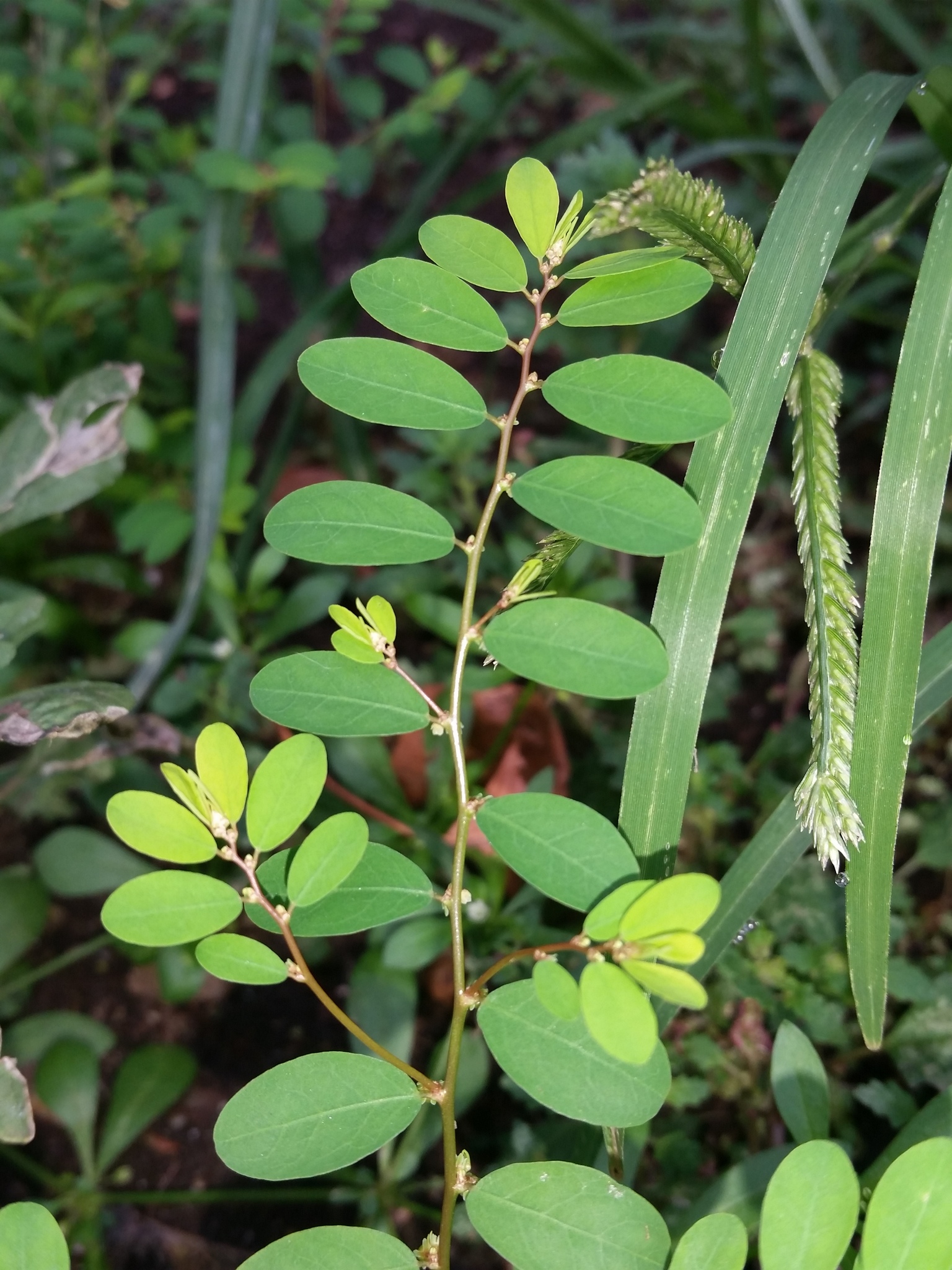 Phyllanthus caroliniensis