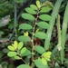 Phyllanthus caroliniensis - Photo 由 Zihao Wang 所上傳的 (c) Zihao Wang，保留部份權利CC BY
