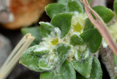Guilleminea densa