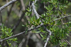 Philadelphus serpyllifolius