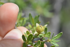 Philadelphus serpyllifolius