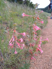 Ipomopsis aggregata collina