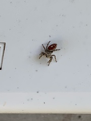 Phidippus adumbratus