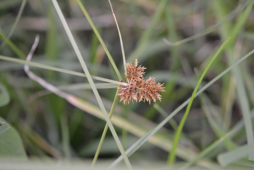Cyperus manimae var. manimae