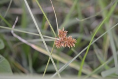 Cyperus manimae manimae