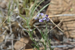 Hebecarpa barbeyana
