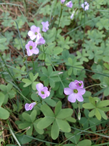 blue woodsorrel (Oxalis caerulea)