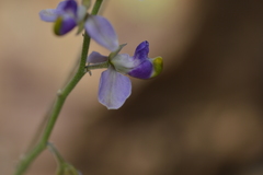 Hebecarpa barbeyana