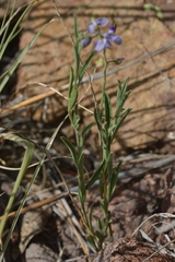 Hebecarpa barbeyana