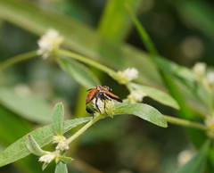 Trichopoda pictipennis