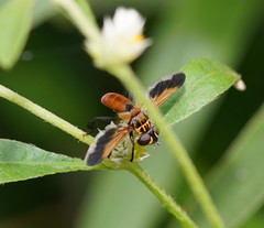 Trichopoda pictipennis