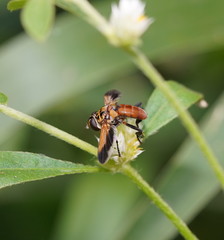 Trichopoda pictipennis