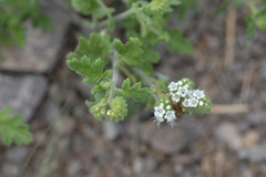 Phacelia rupestris