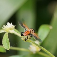Trichopoda pictipennis