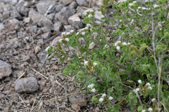 Phacelia rupestris