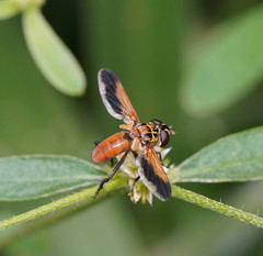 Trichopoda pictipennis