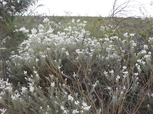 Image of Lachnostachys eriobotrya by (c) Andrew Thornhill, some rights reserved (CC BY)