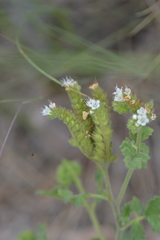 Phacelia rupestris