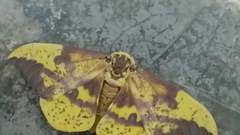 Eacles imperialis decoris