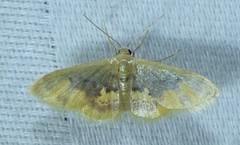 Idaea scintillularia