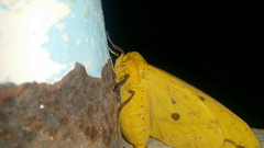 Eacles imperialis decoris