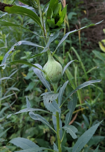 Goldenrod Gall Fly