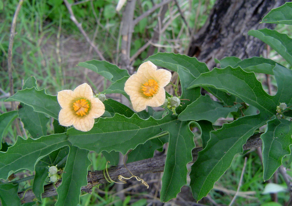 Baboon Bushpumpkin