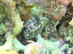 Chiton