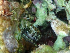 Chiton