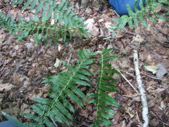 Polystichum × potteri