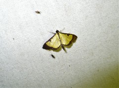 Goniorhynchus hampsoni