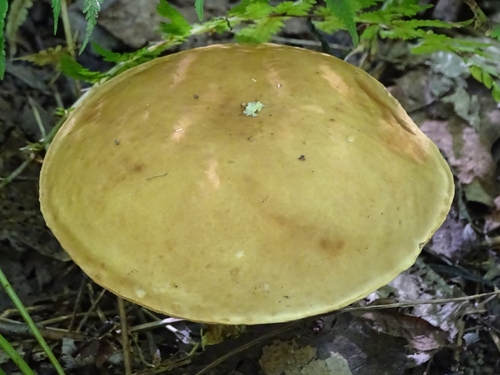 Smoothish-stemmed bolete