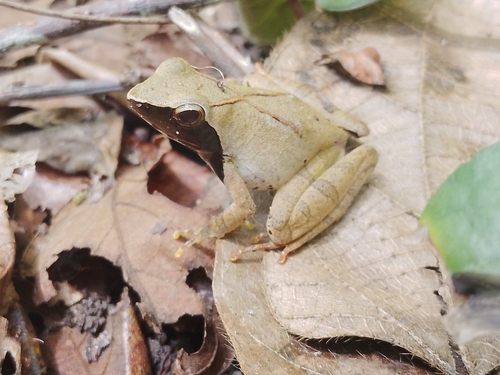 Coast River Frog