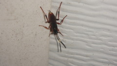 Ichneumon