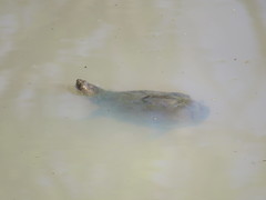 Kinosternon hirtipes murrayi