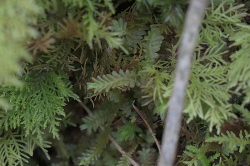 Image of Saccogyna viticulosa by (c) Kian Hayles-Cotton, some rights reserved (CC BY)