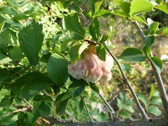 Eriosoma lanuginosum