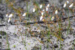 Drosera heterophylla