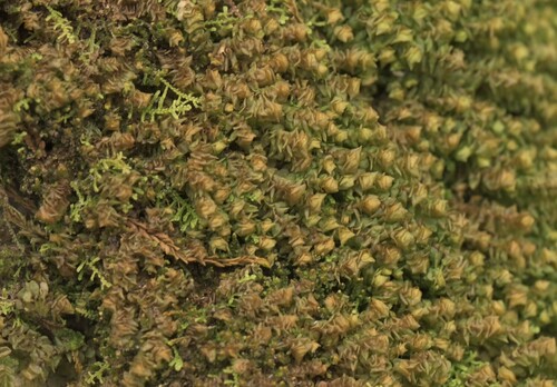 Image of Western Earwort (Scapania gracilis) by (c) Kian Hayles-Cotton, some rights reserved (CC BY)