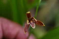 Prosthechea livida