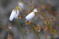 Drosera heterophylla