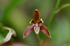 Prosthechea livida
