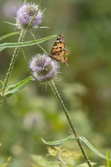 Vanessa cardui